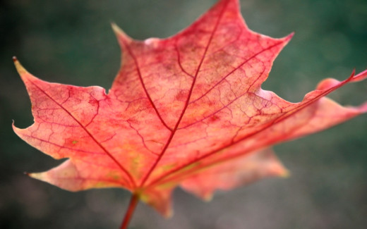 �1754729 �������(a): ����������:1920x1200